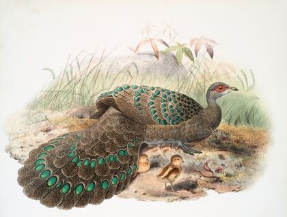 Polyplectron Germaini. (1872)