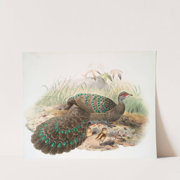 Polyplectron Germaini. (1872) by Joseph Smit