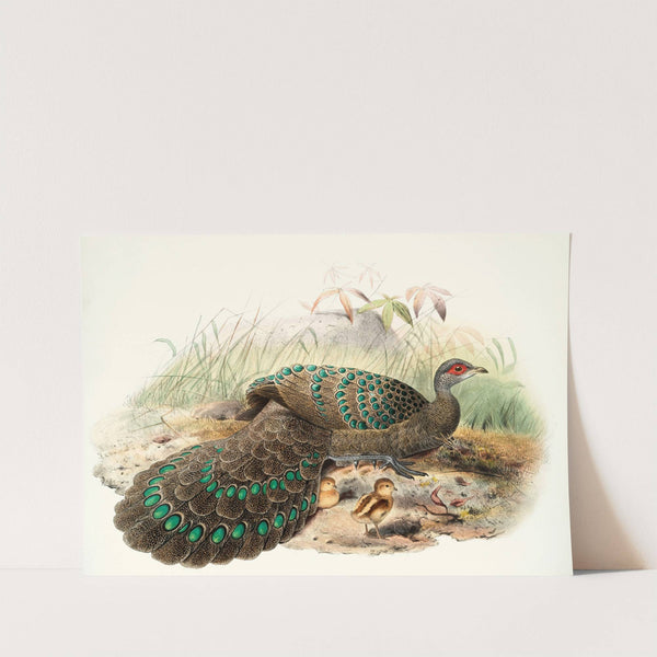 Polyplectron Germaini. (1872) by Joseph Smit