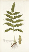 Polypodium fraxinifolium