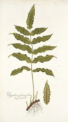 Polypodium fraxinifolium