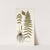 Polypodium molle by Nikolaus Joseph Freiherr von Jacquin