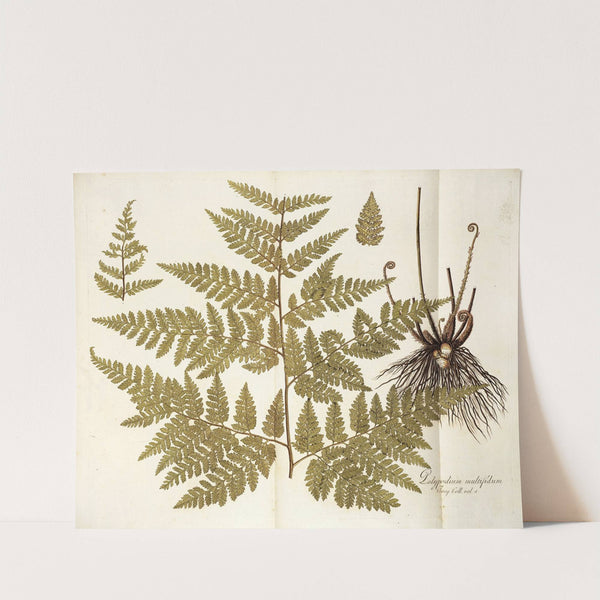 Polypodium multifidum by Nikolaus Joseph Freiherr von Jacquin