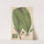 Polypodium plantagineum by William Jackson Hooker