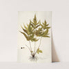 Polypodium trifoliatum (1781-1793) by Nikolaus Joseph Freiherr von Jacquin
