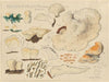 Polyporus lacteus Fr. Sk. Molles (1915-1945)