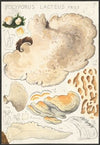 Polyporus lacteus Fries (1915-1945)