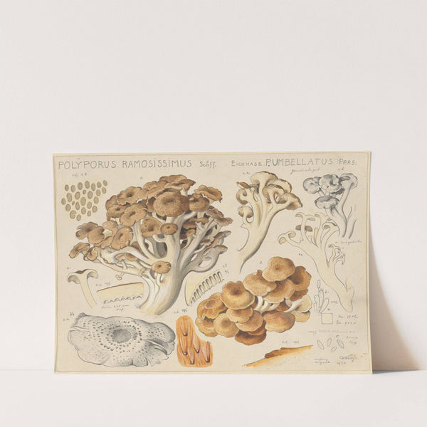 Polyporus ramosissimus Schff. (1915-1945) by Hans Walty