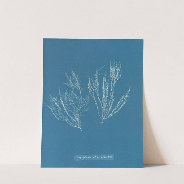 Polysiphonia atro-rubescens (1843-1853) by Anna Atkins