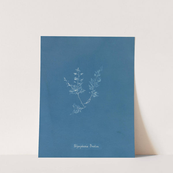 Polysiphonia Brodiaei [Part X] (1843-1853) by Anna Atkins