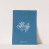 Polysiphonia cristata (1843-1853) by Anna Atkins