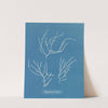 Polysiphonia elongata (1843-1853) by Anna Atkins