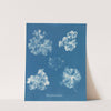 Polysiphonia fastigiata (1843-1853) by Anna Atkins