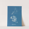 Polysiphonia fibrata (1843-1853) by Anna Atkins