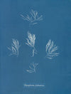 Polysiphonia fruticulosa