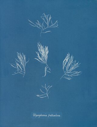 Polysiphonia fruticulosa