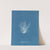 Polysiphonia nigrescens (1843-1853) by Anna Atkins