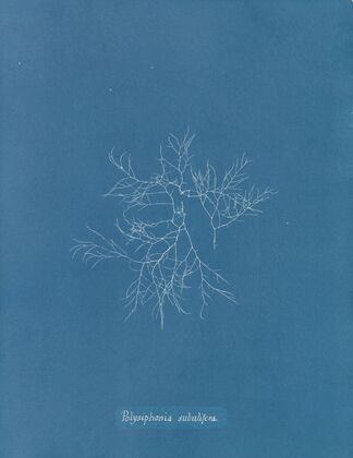 Polysiphonia subulifera