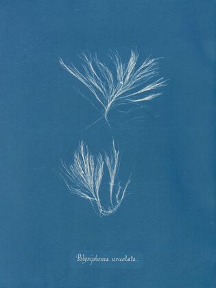 Polysiphonia urceolata