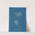 Polysiphonia urceolata (1843-1853) by Anna Atkins