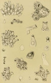Polyzoa I