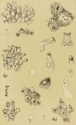 Polyzoa I