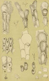 Polyzoa III