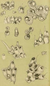 Polyzoa IV