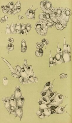 Polyzoa IV