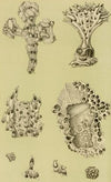 Polyzoa IX