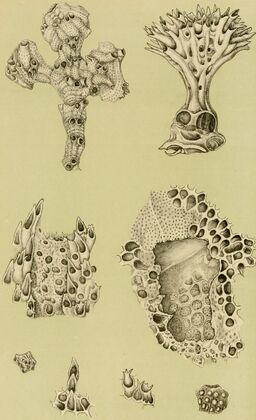 Polyzoa IX