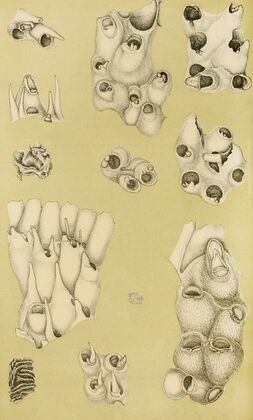 Polyzoa VI