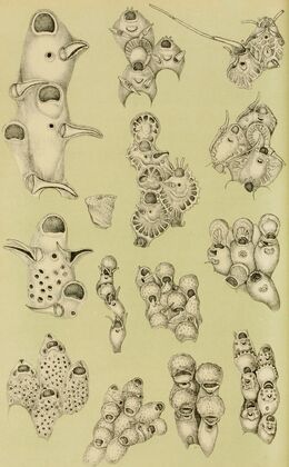 Polyzoa VIII