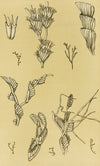 Polyzoa XII
