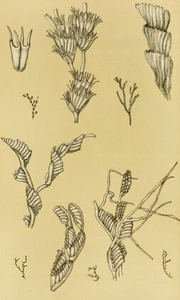 Polyzoa XII