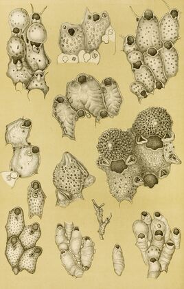 Polyzoa XIV