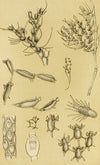 Polyzoa XVI