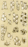 Polyzoa XVII