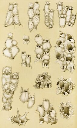 Polyzoa XVII