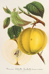 Pomme (Calville) Garibaldi