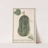 Pompoen (Cucurbita pepo) 1. Pompoen. 2. Concommer. 1. Pepo 2. Cucumer 1. Citrouille. 2. Cornichon (1596-1610) by Anselmus Boëtius de Boodt