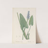 Pontederia cordata (1802-1816) by Pierre Joseph Redouté