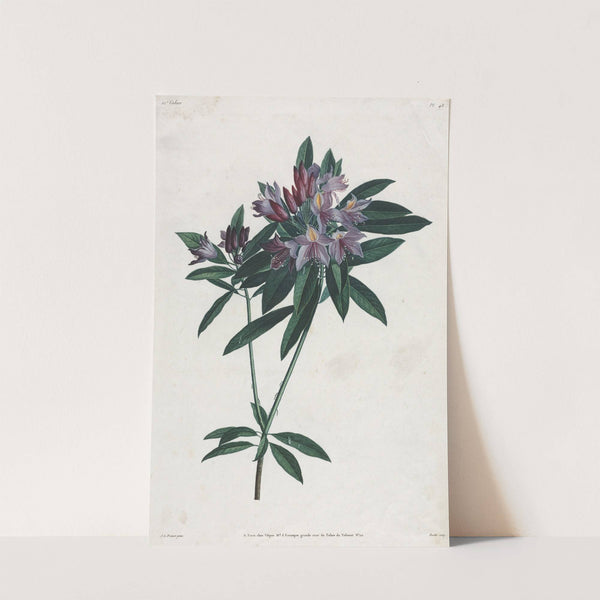 Pontic Rhododendron (1805) by Jean Louis Prévost