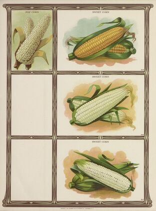 Pop Corn, Sweet Corn (1921)