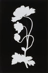 Poppy