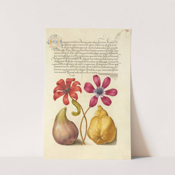 Poppy Anemones, Caterpillar, Fig, and Quince (1561–1596) by Joris Hoefnagel