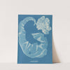 Porphyra laciniata by Anna Atkins