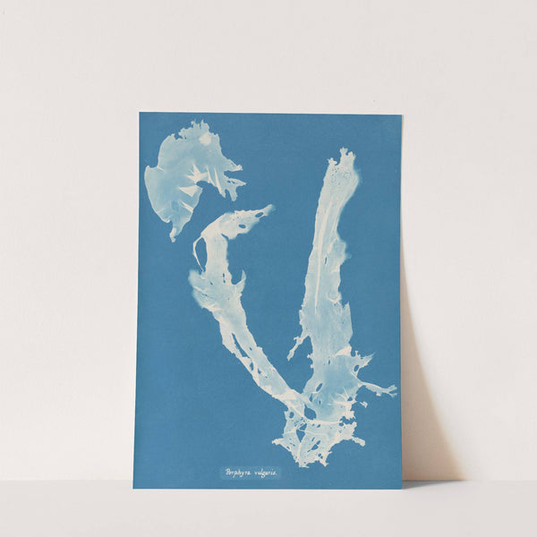 Porphyra vulgaris by Anna Atkins