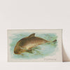 Porpoise (1889) by Allen &amp; Ginter