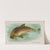 Porpoise (1889) by Allen &amp; Ginter